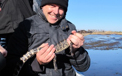 Alligator Wrestling